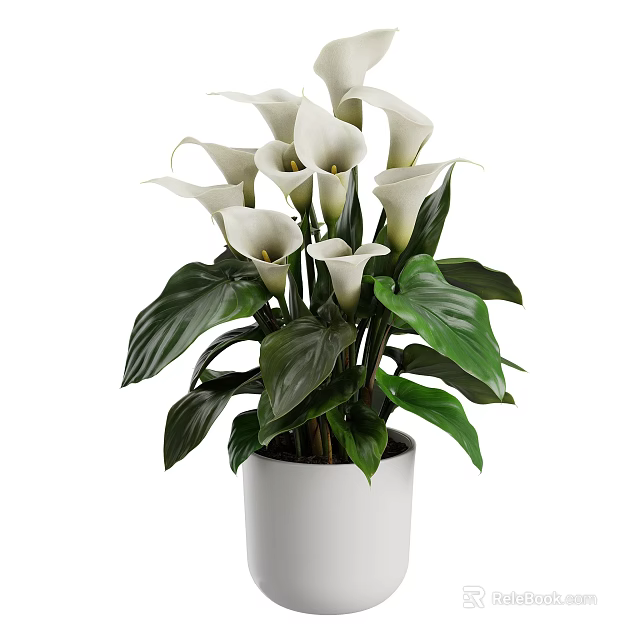 Fresh White Calla Lilies in White Vase with Green Leaves and Lush Foliage 3d model